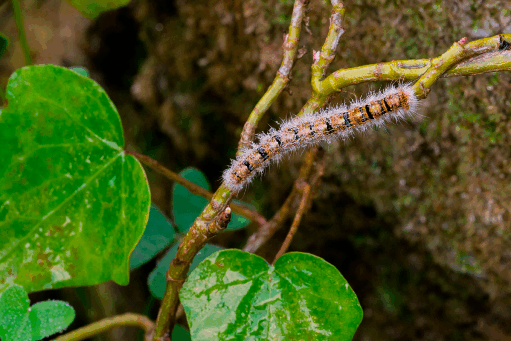 processionaria pericoli bambini